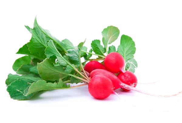 Small garden radish isolated on white background cutout — Stock Photo, Image