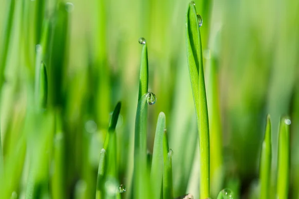 Gras met waterdruppels — Stockfoto