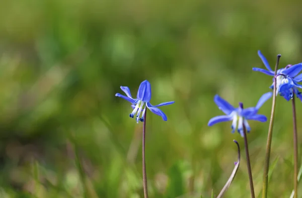 Siberian squill blue flower — Stock Photo, Image