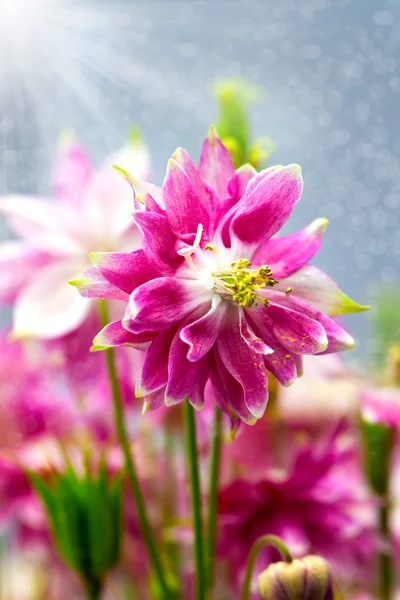 Aquilegia (common names: Granny's Bonnet or Columbine) is a pere — Stock Photo, Image