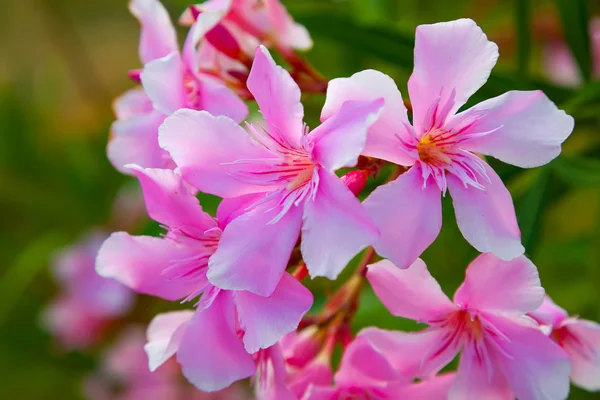 Geranien werden oft als Balkonblumen verwendet — Stockfoto