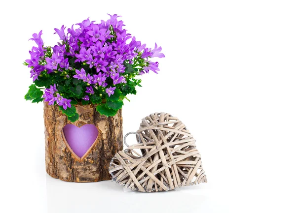 Flores de campanilla azul para el día de San Valentín con corazón de madera, en —  Fotos de Stock