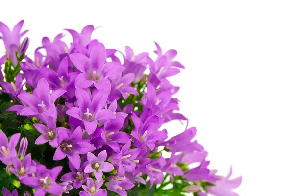 Blå campanula blommor, på vit bakgrund — Stockfoto