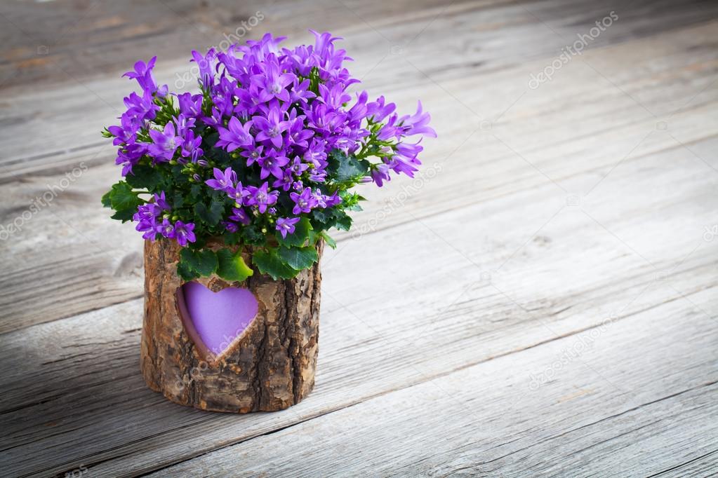 blue campanula flowers for Valentine's Day on wooden background
