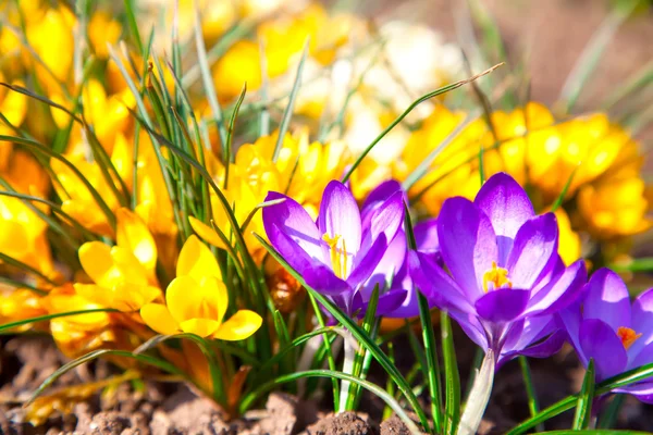 Macro-opname van Krokussen veld met zonlicht — Stockfoto