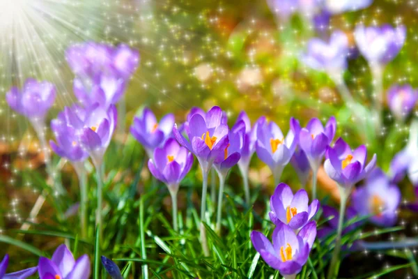 Makroaufnahme eines Krokusfeldes mit Sonnenlicht — Stockfoto