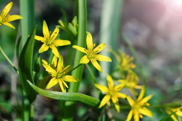 Gagea é flores de primavera, cresce na floresta caduca úmida . — Fotografia de Stock