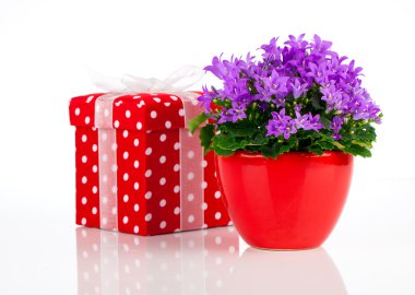 mavi çan çiçeği çiçek kırmızı hediye kutusu, lekeli beyaz b