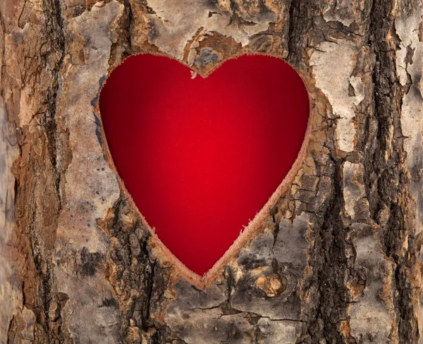 Сердце вырезано в полый ствол дерева — стоковое фото