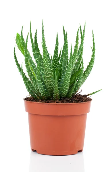 Aloe humilis je druh z rodu aloe, na bílém pozadí — Stock fotografie