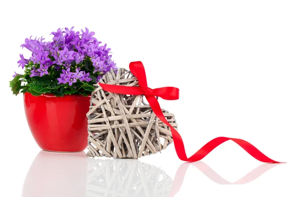 Flores de campanilla azul para el día de San Valentín con corazón de madera, en —  Fotos de Stock