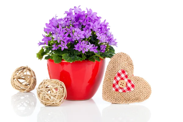 Blå campanula blommor för alla hjärtans dag med trä hjärta, på — Stockfoto