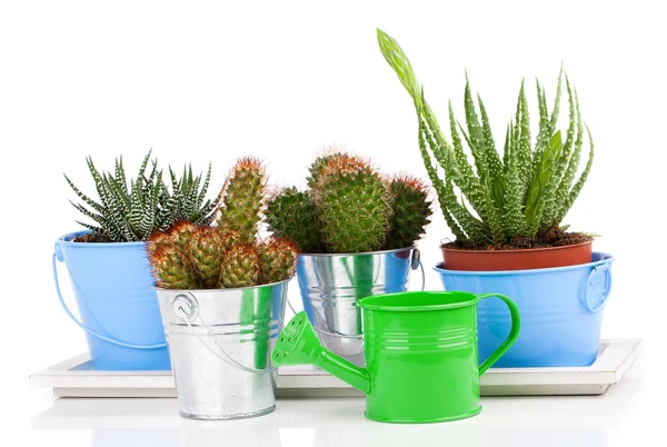 Cactus succulento in un secchio di metallo e aloe, su sfondo bianco — Foto Stock