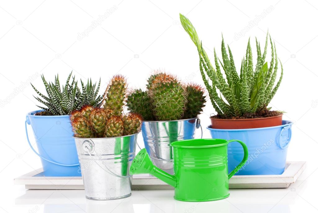 succulent cactus in a metal bucket and Aloe, on white background