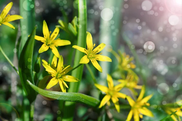 Gagea 봄 꽃, 축축한 탈락 성 숲에서 성장 한다. — 스톡 사진