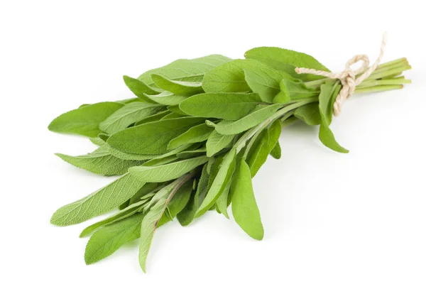 Planta de salvia sobre fondo blanco — Foto de Stock