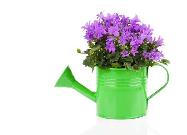 Blue campanula flowers in watering can, on white background — Stock Photo, Image