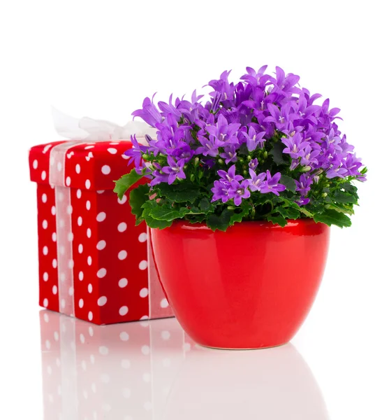 Blue campanula flowers with red gift box, polka dots, on white b — Stock Photo, Image