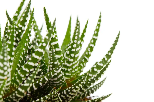 Aloe isoliert auf weißem Hintergrund — Stockfoto
