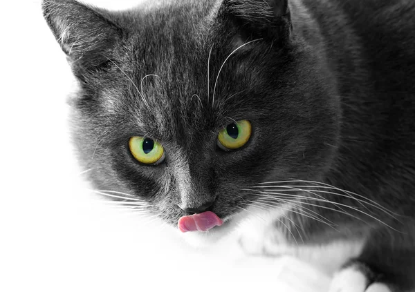 Portrait of cat licks, on white background — Stock Photo, Image
