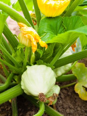 pattypan kabak Sebze yatak üzerinde büyüyor. muhallebi iliği - bir pla