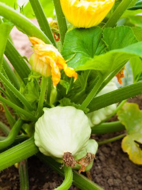 Pattypan squash growing on vegetable bed. Custard marrow - a pla clipart