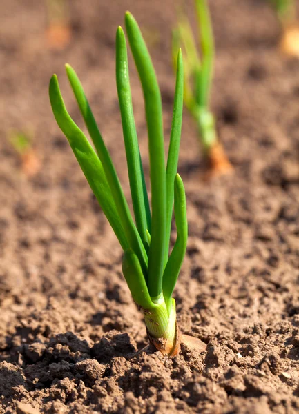 Grön lök som växer i trädgården — Stockfoto