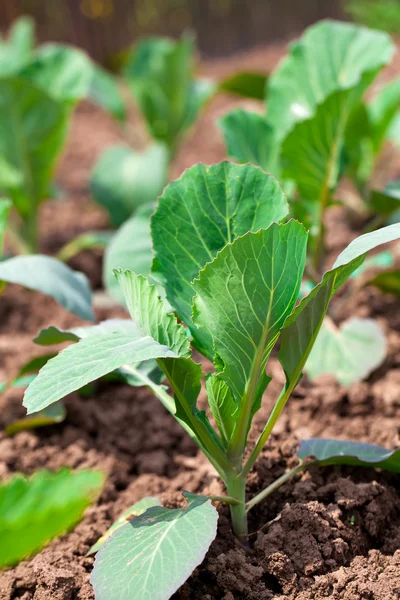 Jeunes choux poussant dans les terres agricoles — Photo