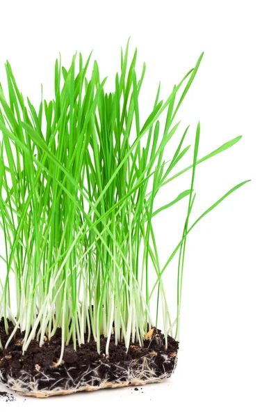 Groen gras wortels, te laten zien op een witte achtergrond. — Stockfoto