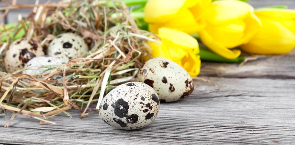 Huevos de codorniz con tulipanes sobre fondo de madera —  Fotos de Stock