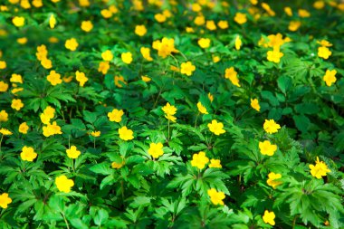 yellow buttercup flower the spring (Potentilla recta) clipart