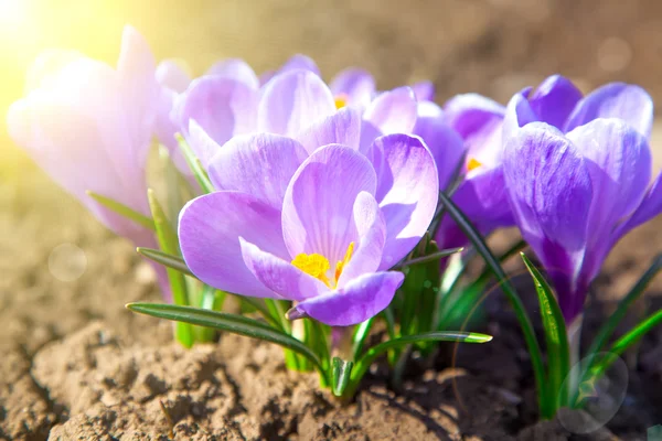 Purple crocuses in spring day — Stock Photo, Image