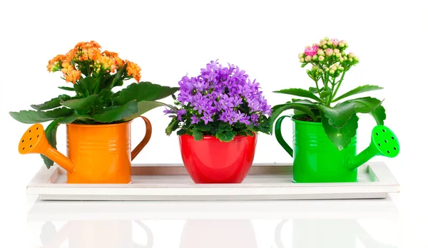 Campanula azul y kalanchoe Flores de calandiva, sobre fondo blanco —  Fotos de Stock