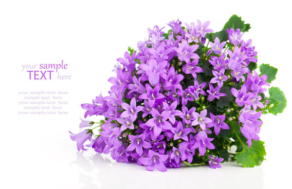 blue campanula flowers, on white background