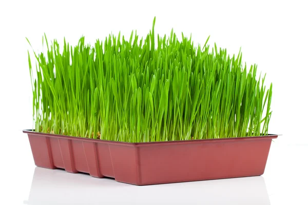 Groen gras. geïsoleerde, op witte achtergrond — Stockfoto