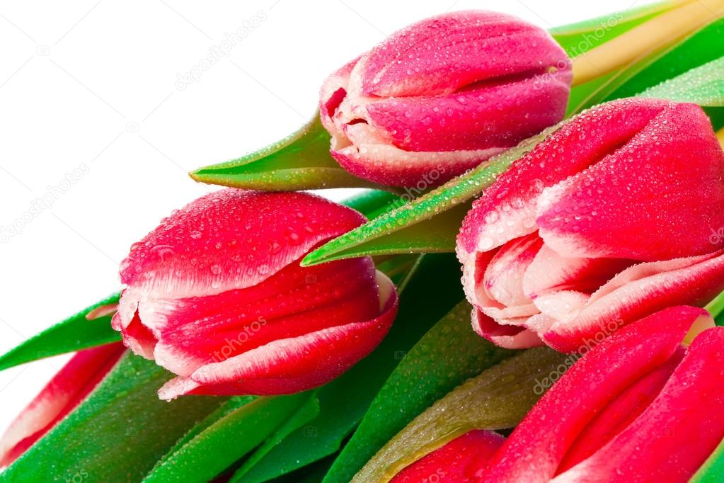 bouquet of fresh spring tulip flowers with water drops on white 
