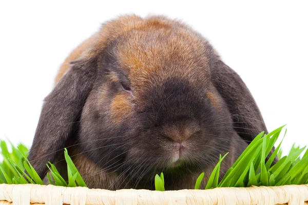 Lapin isolé sur fond blanc — Photo