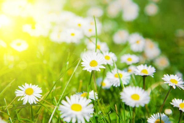 Margaridas em um prado com luz solar, close-up — Fotografia de Stock