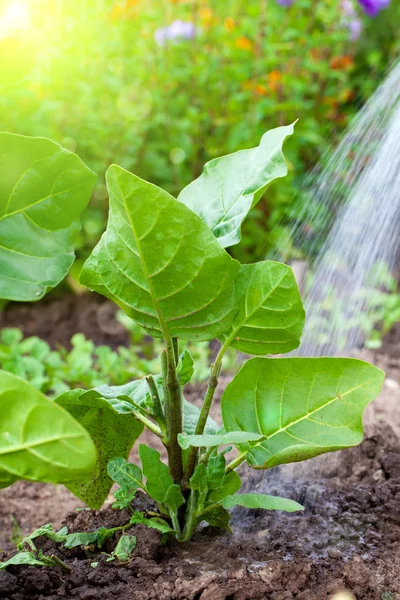 정원에서 담 뱃 식물에 물을 주는 모습 — 스톡 사진