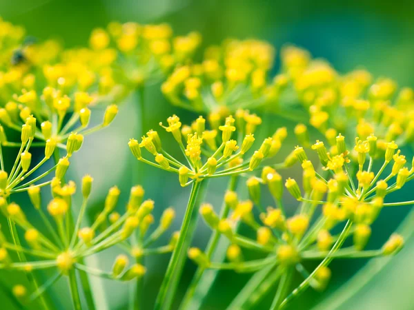 Dill (fänkål) blomma — Stockfoto