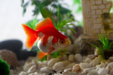 Japon balığı bir kaya içinde belgili tanımlık akvaryum berbat.