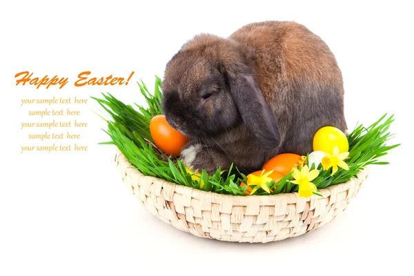 Conejo en una cesta con huevos de Pascua, sobre un fondo blanco — Foto de Stock