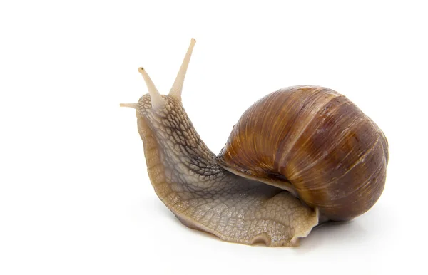Garden snail on white background — Stock Photo, Image