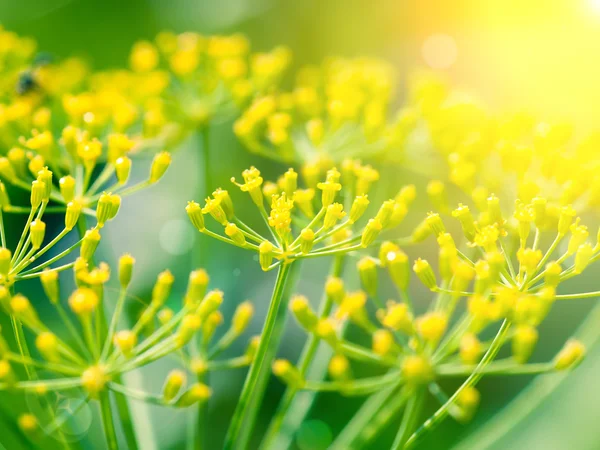 Dill (venkel) bloem met zonlicht — Stockfoto