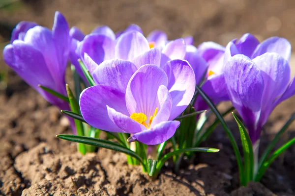 Crocuses — Stock Photo, Image