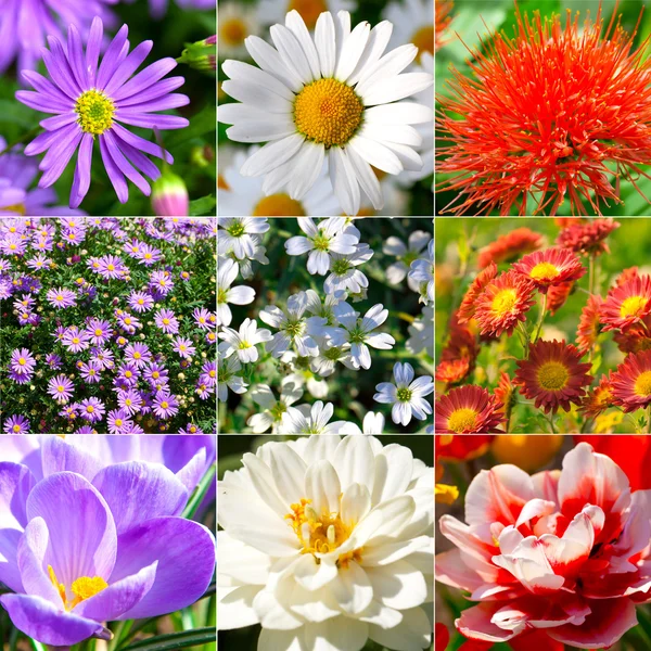 Collection of different flowers — Stock Photo, Image