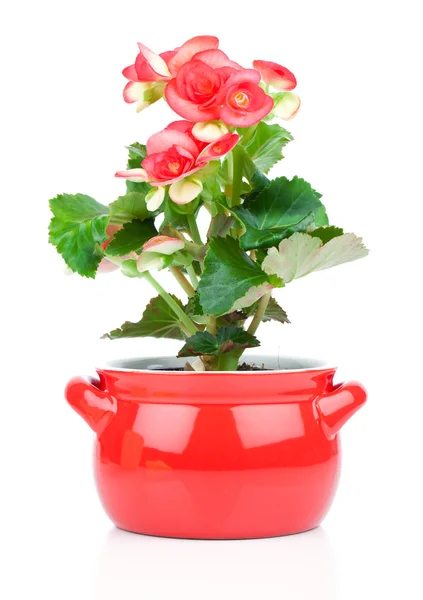 Flower blooming in a pot, red begonia — Stock Photo, Image