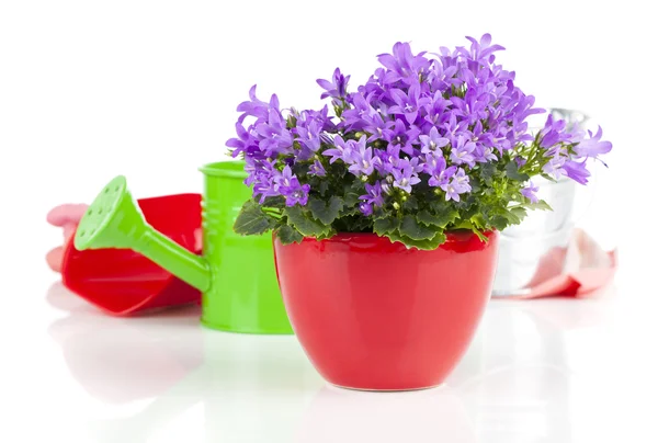 Blue campanula flowers, on white background — Stock Photo, Image