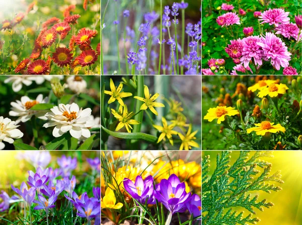 Raccolta di fiori diversi — Foto Stock