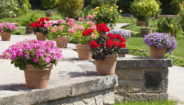 Jardín de geranio y flores construido en la terraza — Foto de Stock